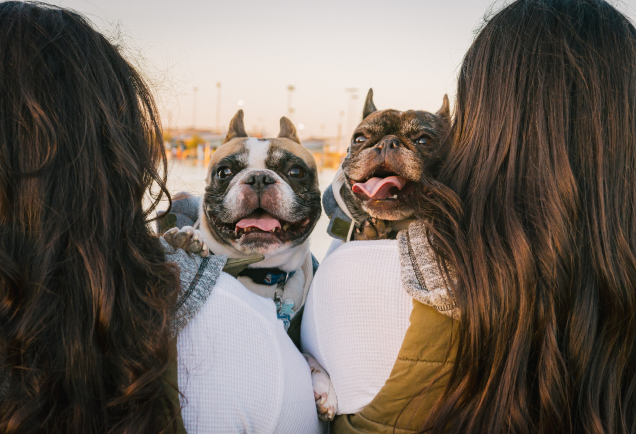 Frenchies