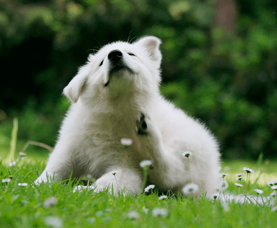 Flea Prevention & Control