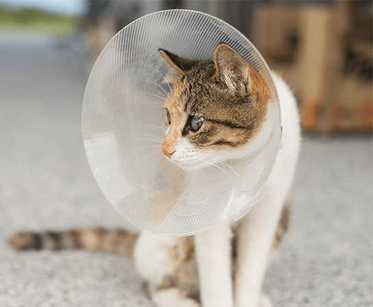 Radio Wave Surgery