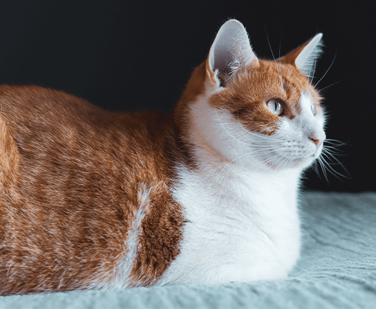 Wellness Care for Cats