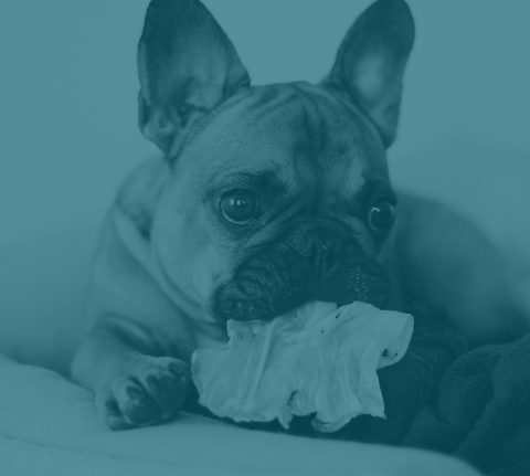 Frenchie